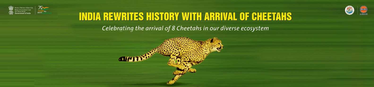 cheetah Banner